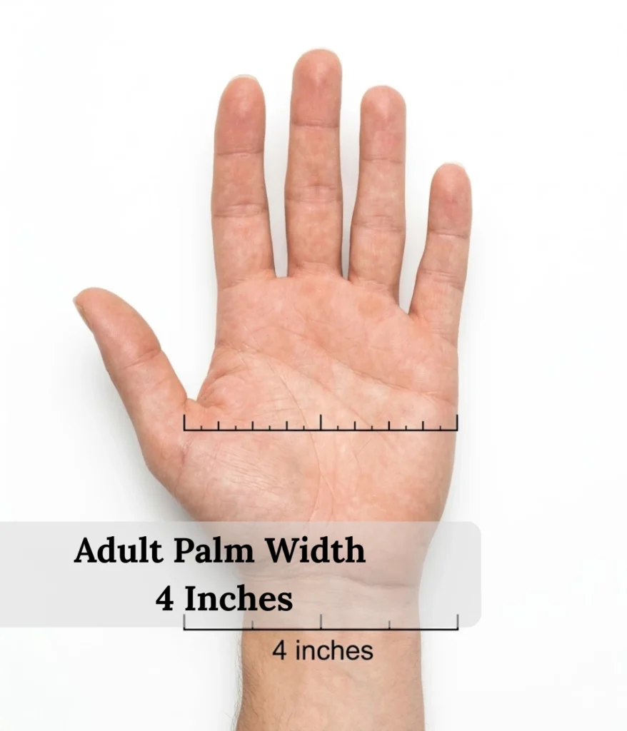 adult-palm-width-4-inches