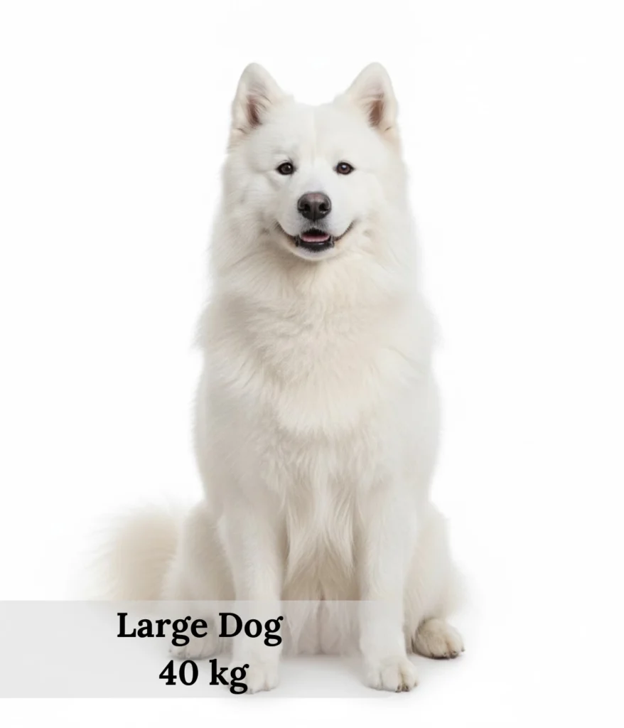 large-dog-40-kg