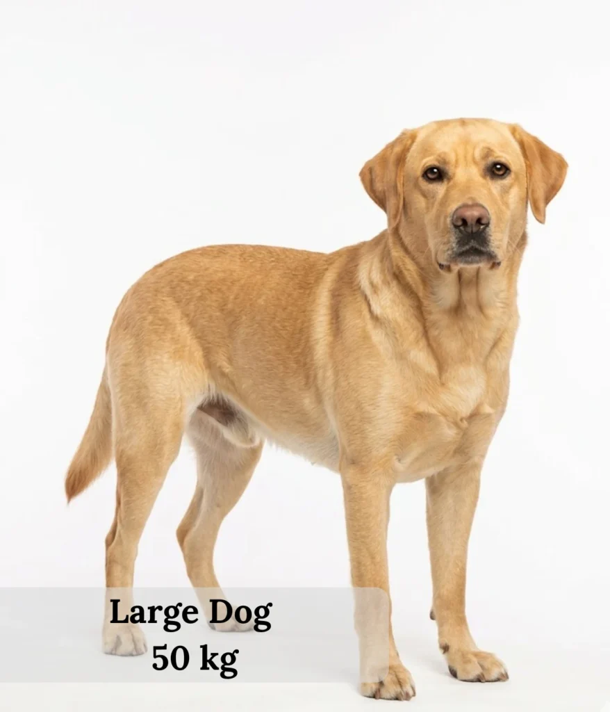 large-dog-50-kg