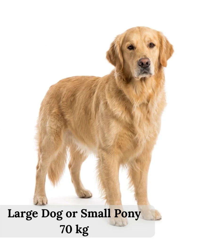 large-dog-or-small-pony-70-kg