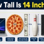 how-tall-is-14-inches