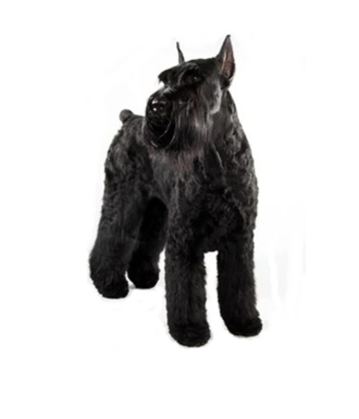 adult-female-giant-breed-dog-weight-100-pounds