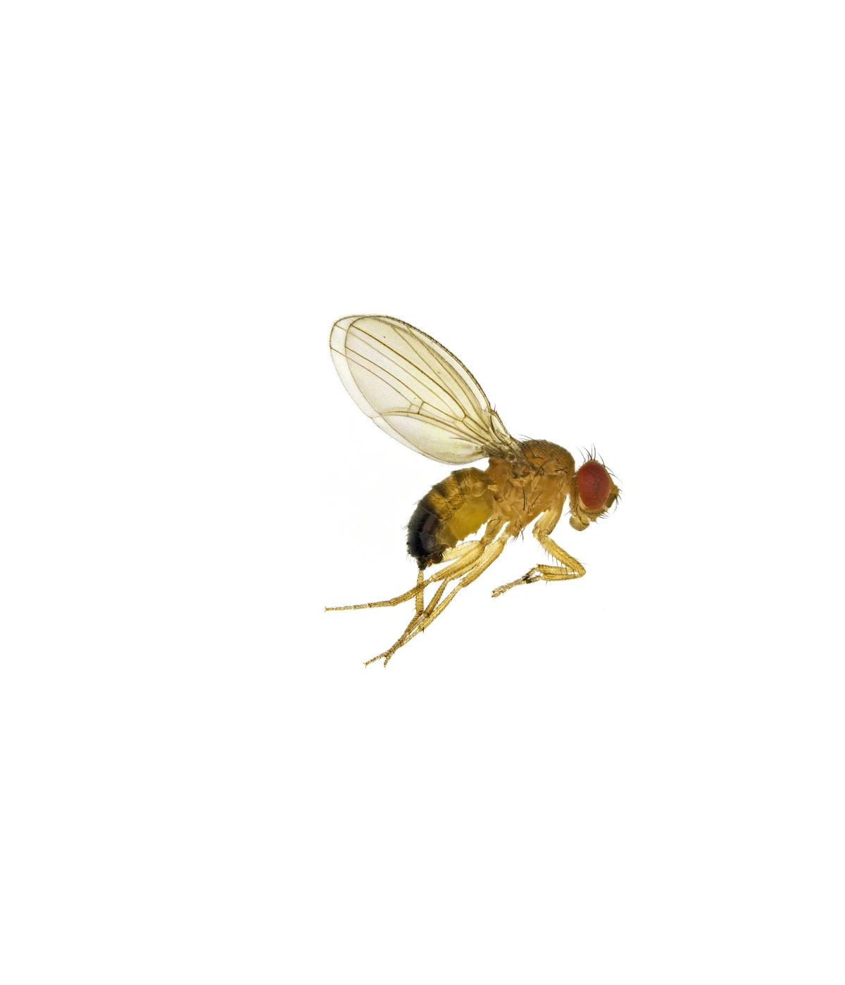fruit-fly-body-length-is-4mm fruit-fly-body-length-is-4mm