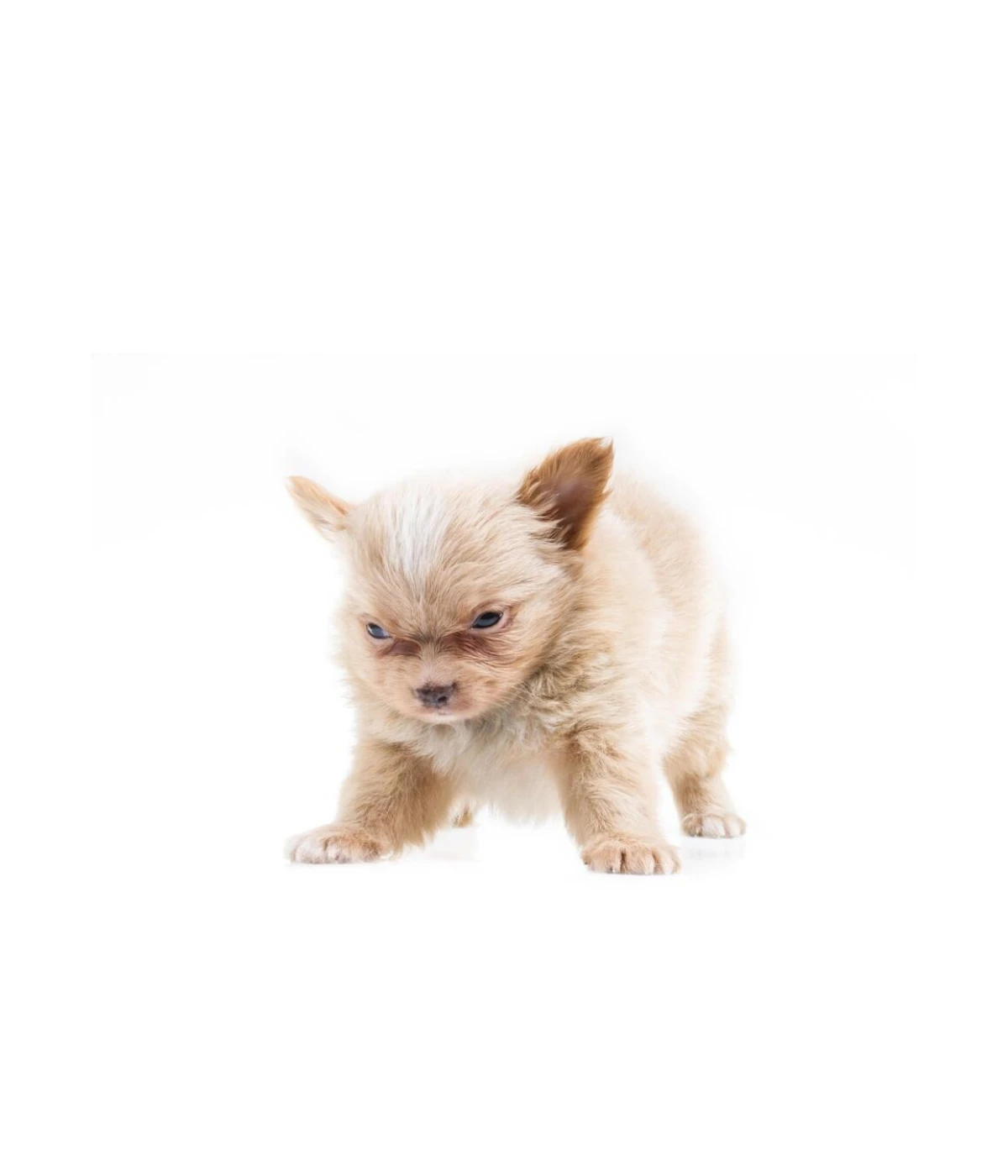 full-adult-chihuahua-or-small-pomeranian-weigh-4-pounds