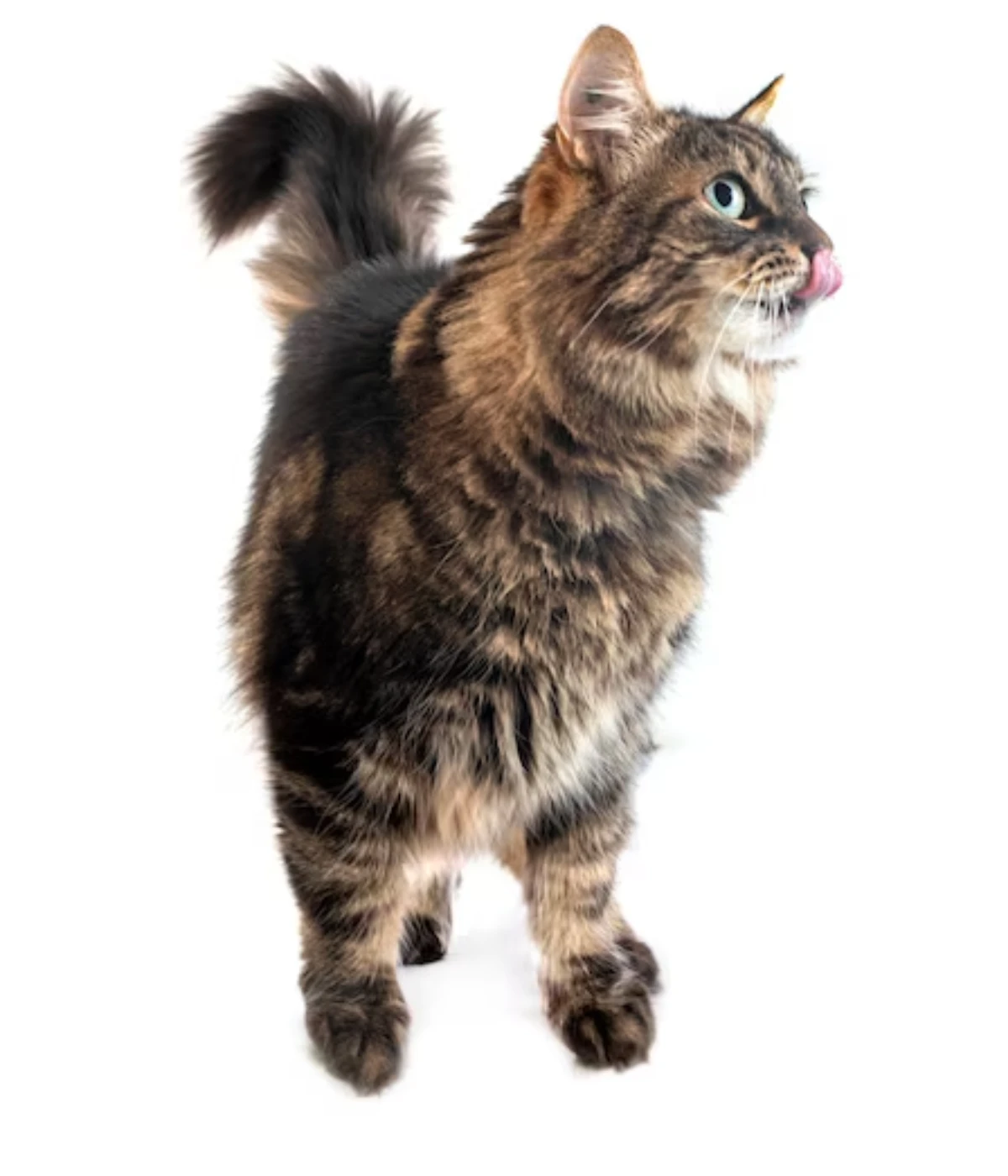 maine-coon-cat-nose-to-tail-70-cm-long maine-coon-cat-nose-to-tail-70-cm-long