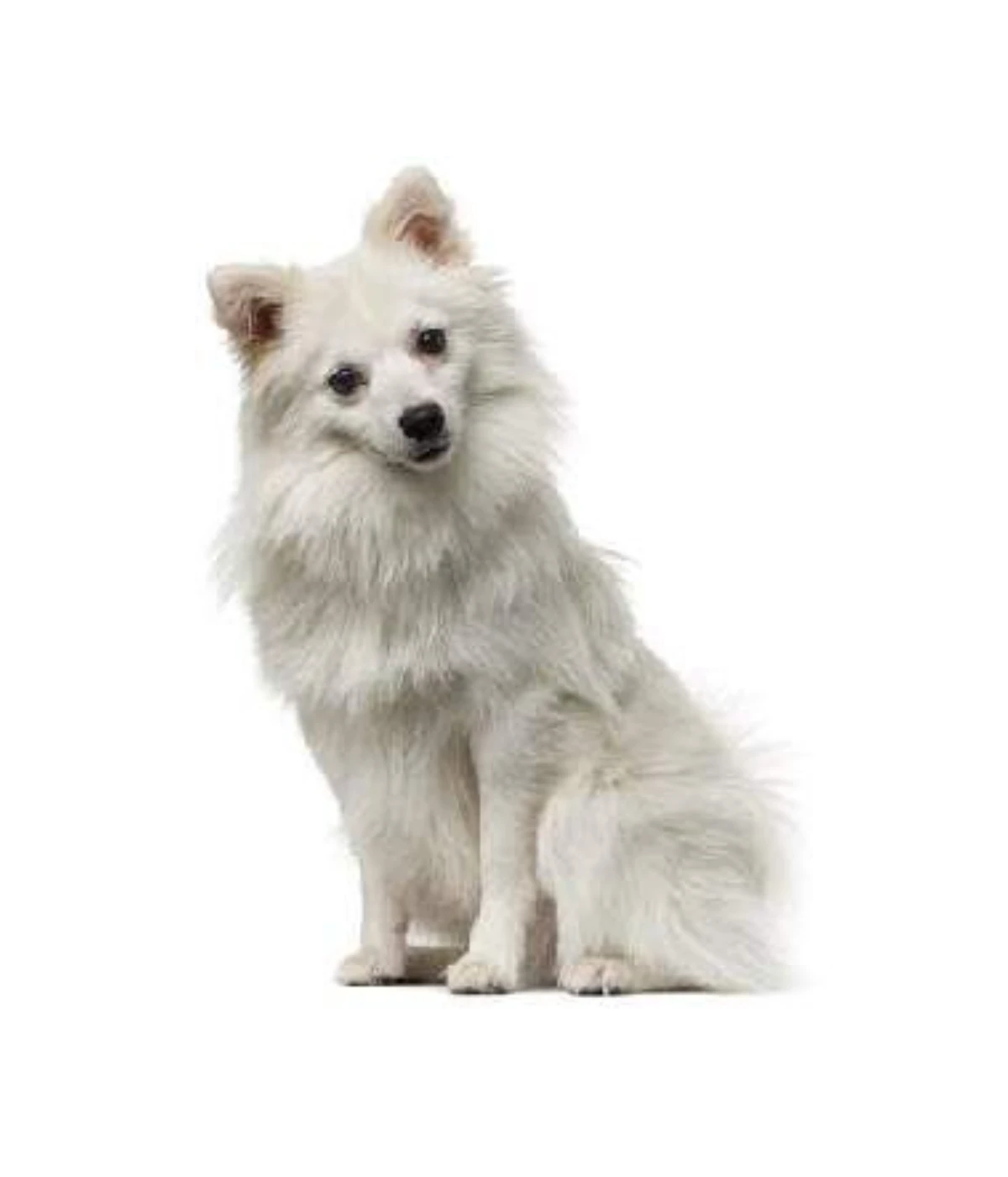 medium-dog-25-pounds