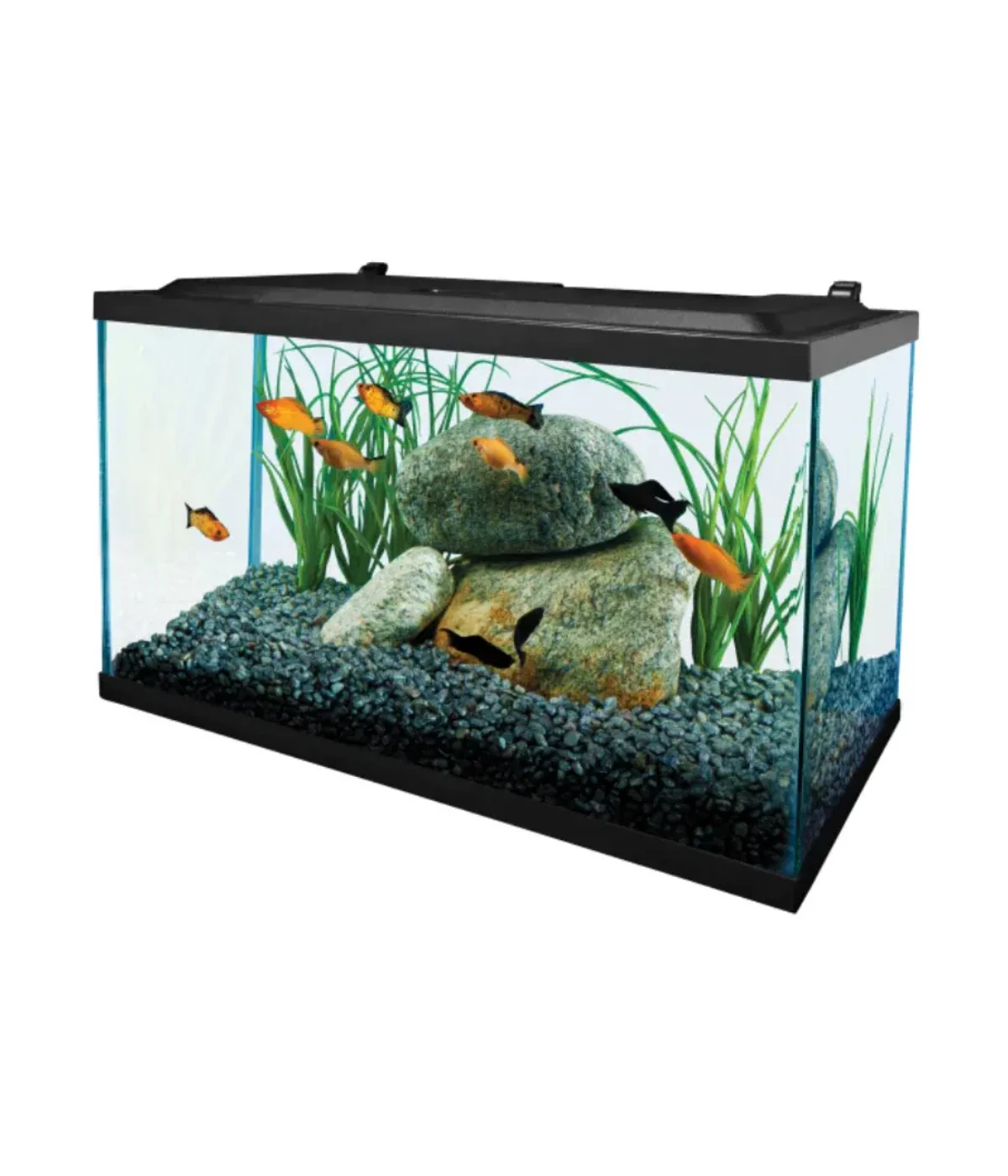 standard-20-gallon-fish-tank-60-cm standard-20-gallon-fish-tank-60-cm
